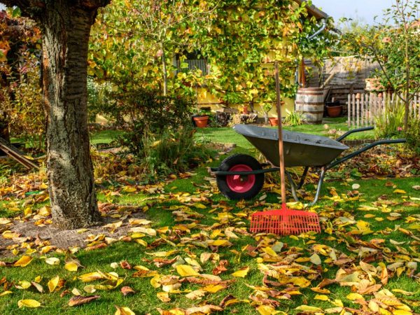 Getting Your Garden Fall Ready